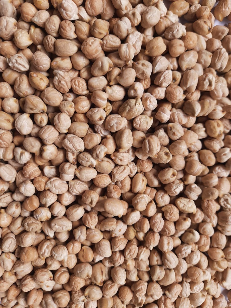 CHICKPEAS